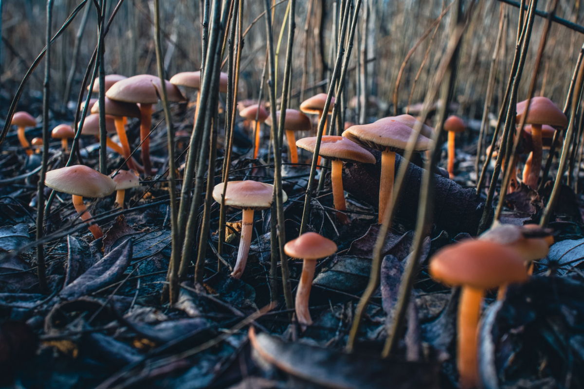 Ліс грибів замість озер: як виглядає заповідна частина Хортиці в перший місяць зими - фото