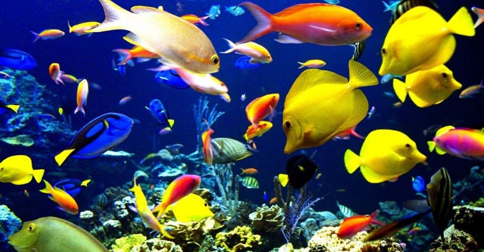 Среди посетителей запорожской выставки разыграют аквариум
