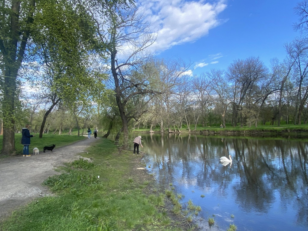 У головному парку Запоріжжя квітне сакура: чим ще можна помилуватись - фото