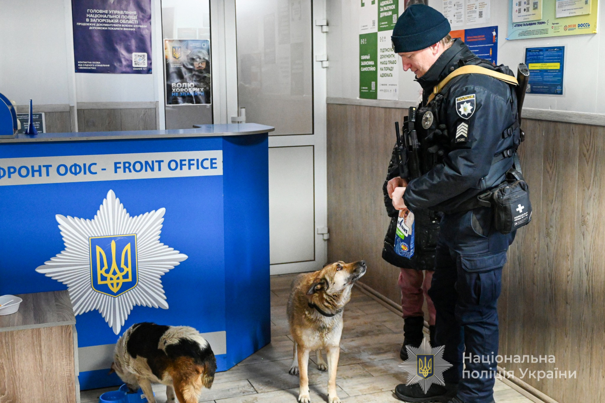 Люті морози у Запоріжжі: як врятувати безпритульних тварин (фото, відео)