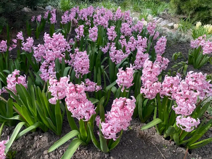 Весна, яку варто побачити: як у запорізькому ботсаду квітнуть сакури та магнолії (фото)