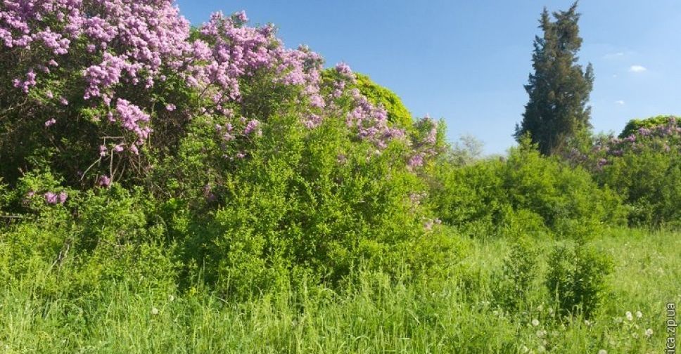 Запоріжців запрошують на екскурсію, під час якої можна помилуватися цвітінням дерев та кущів