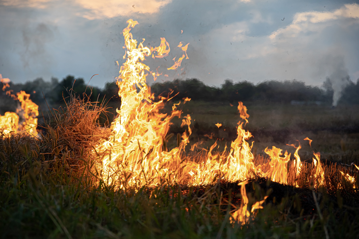 Бережіть природу: запорізькі рятувальники розповіли, до яких наслідків призводить спалювання трави