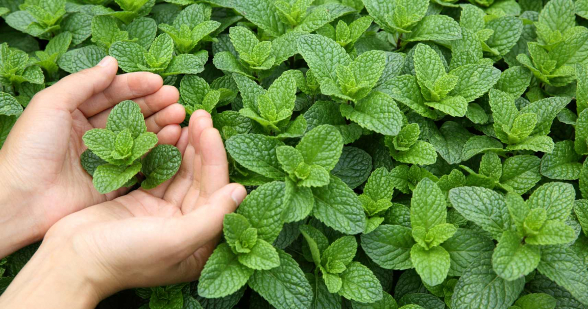 М'ята: як виростити, коли збирати та як зберігати