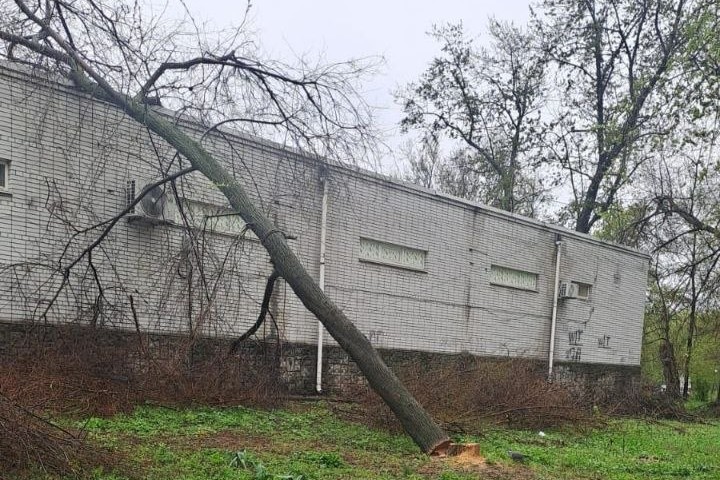 Спиляли й зникли: у Запоріжжі мешканці зафіксували вирубку дерев (фото)
