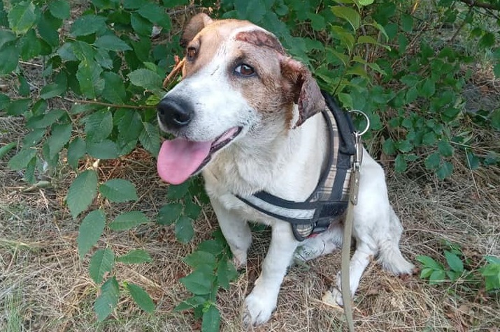 У Запоріжжі рятують собаку, що постраждав від російської авіабомби - фото