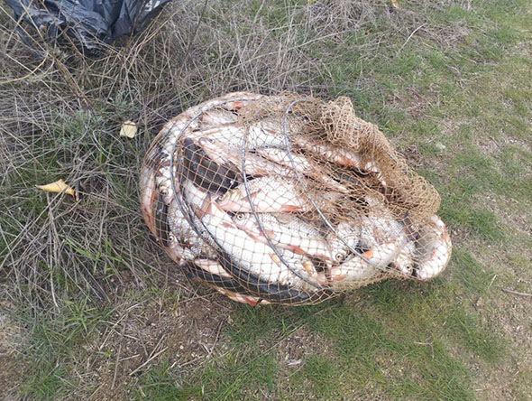 Завдали збитків і отримали протокол - у Запоріжжі рибалки перевищили дозволений улов у кілька разів (фото)