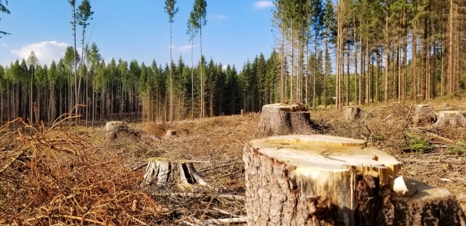 Як житель Мелітопольського району допомагав окупантам знищувати ліс - подробиці