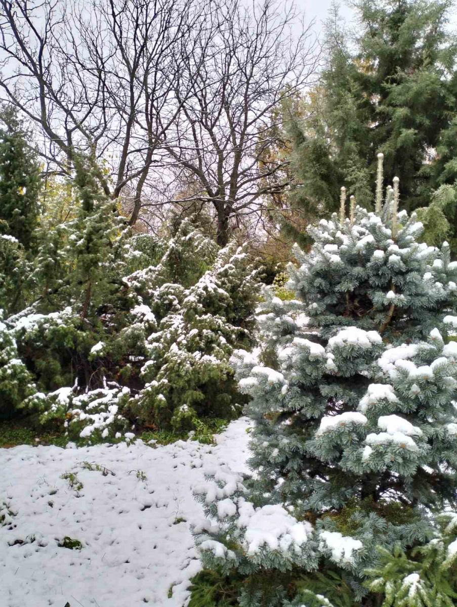 У Запорізькому ботанічному саду показали світлини останніх осінніх днів - фото