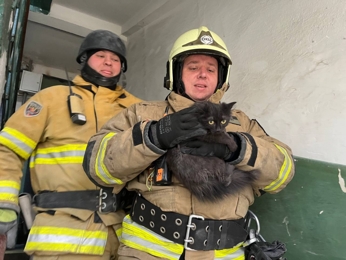 З-під завалів зруйнованого будинку в Запоріжжі врятували кошеня - фото, відео