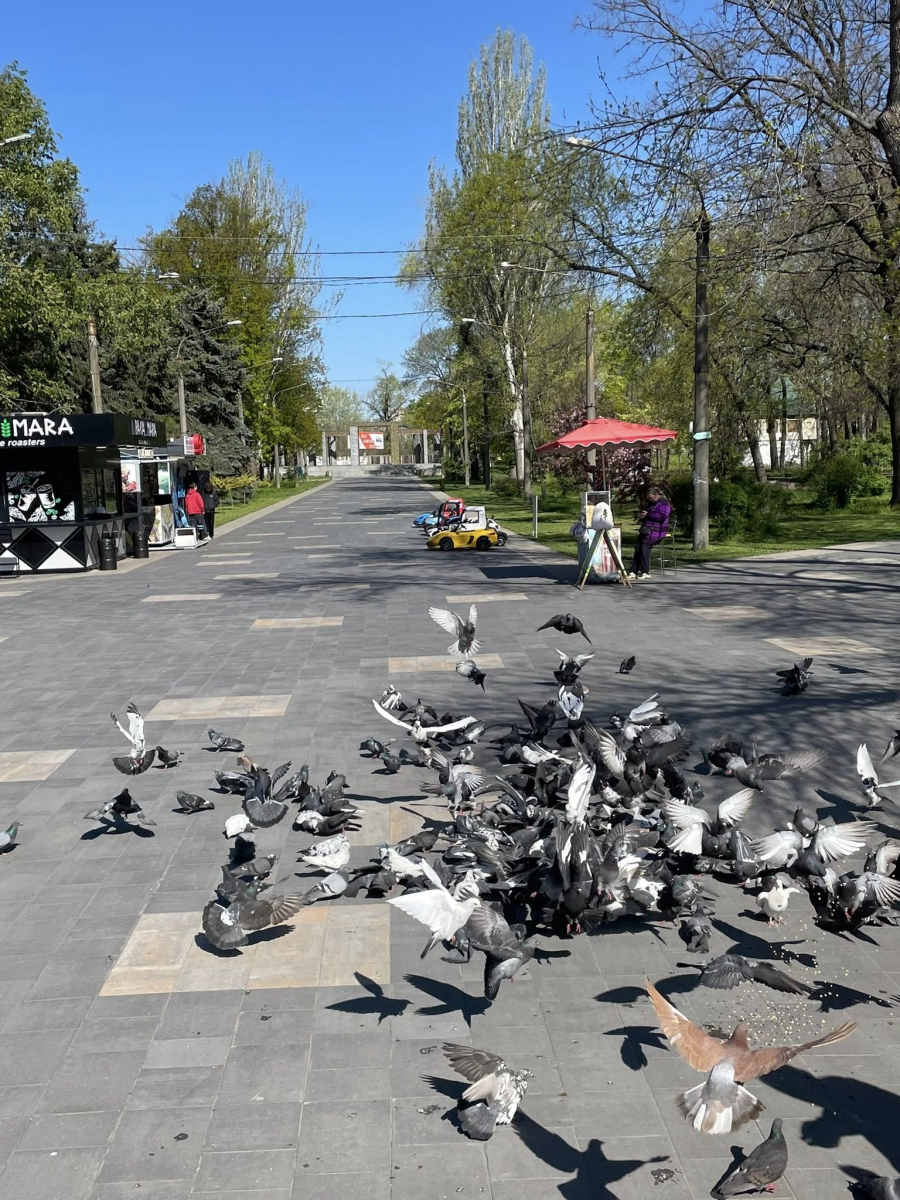 У головному парку Запоріжжя квітне сакура: чим ще можна помилуватись - фото