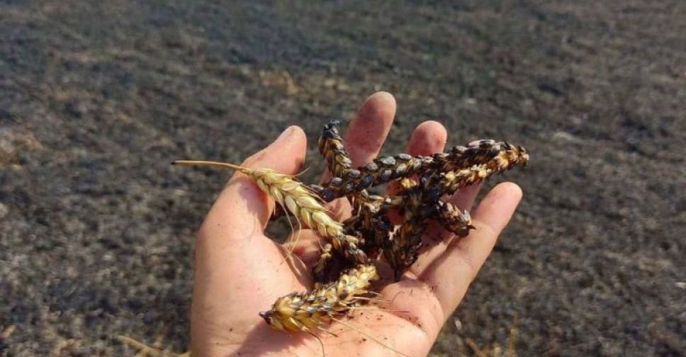 У Запорізькій області через ворожі обстріли згоріло поле жита