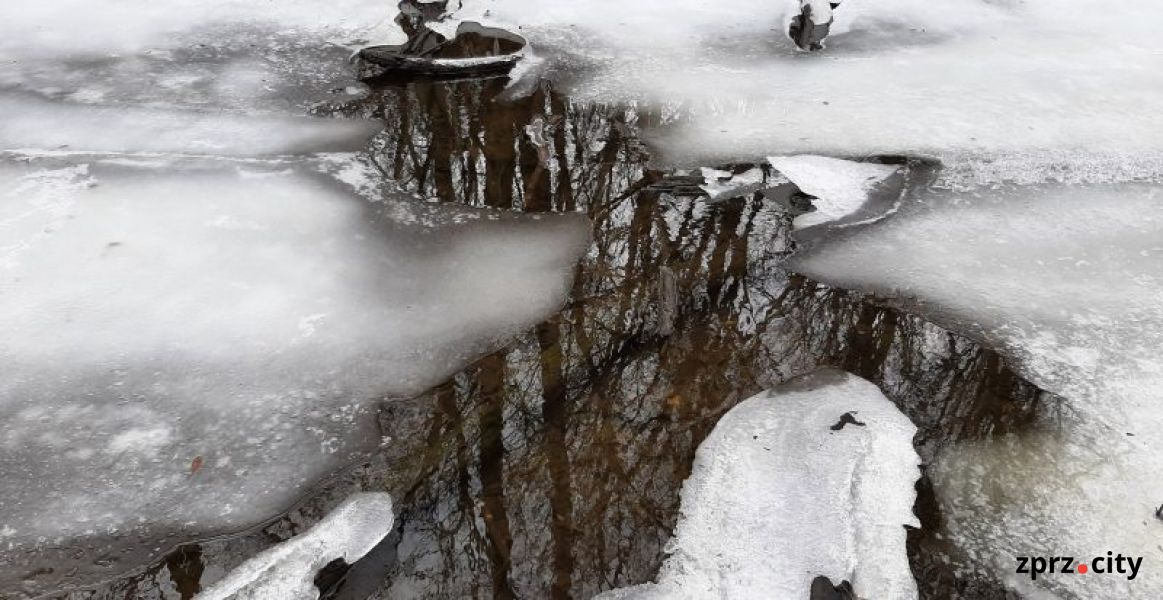 Запорожский биолог показал, как зимой выглядит плавневый лес острова Хортица - фото