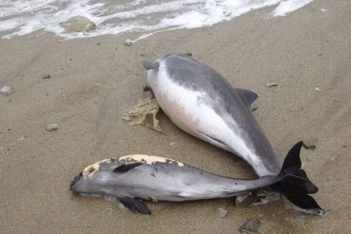 На берег моря у Кирилівці хвилі масово викидають мертвих дельфінів