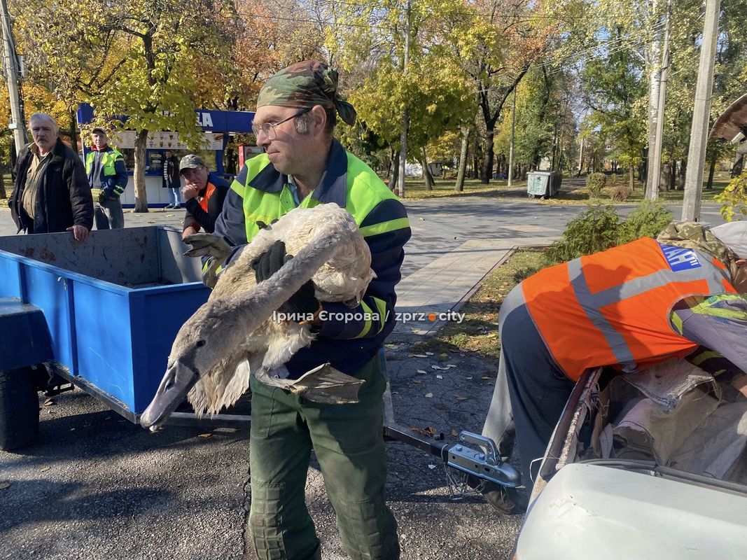 Лебеді оселилися у Дубовому гаю – у Запоріжжі у водойму випустили двох нових пернатих мешканців (фото, відео)