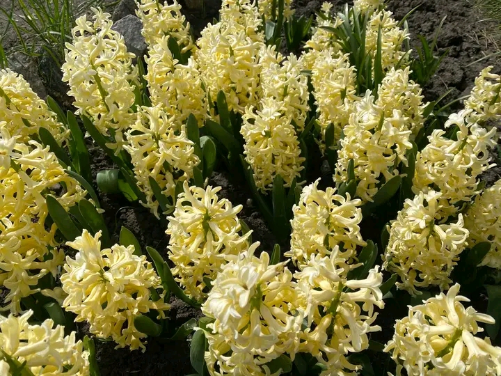 Весна, яку варто побачити: як у запорізькому ботсаду квітнуть сакури та магнолії (фото)