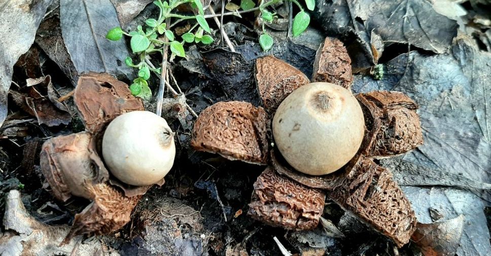 У Запоріжжі ростуть незвичайні зимові гриби - фото