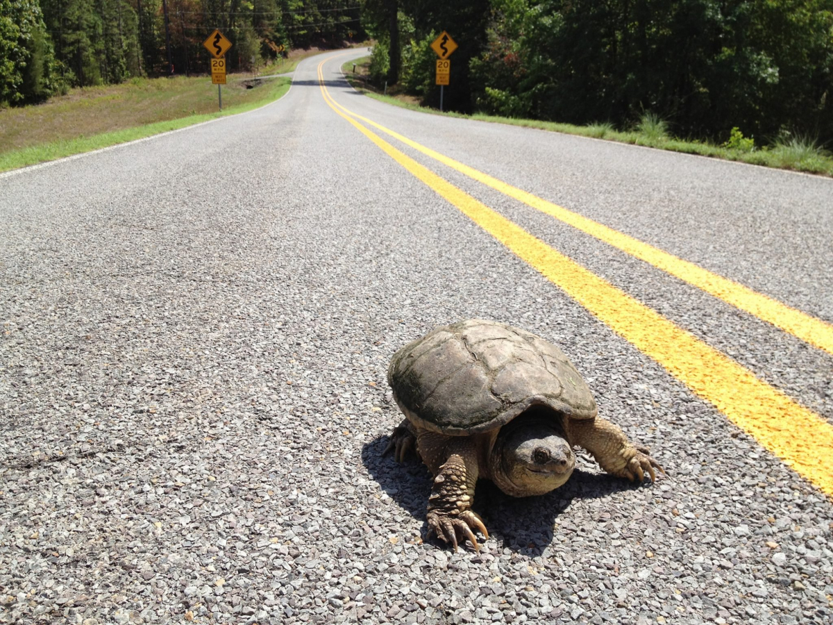 У Запоріжжі черепаха порушила правила дорожнього руху - відео