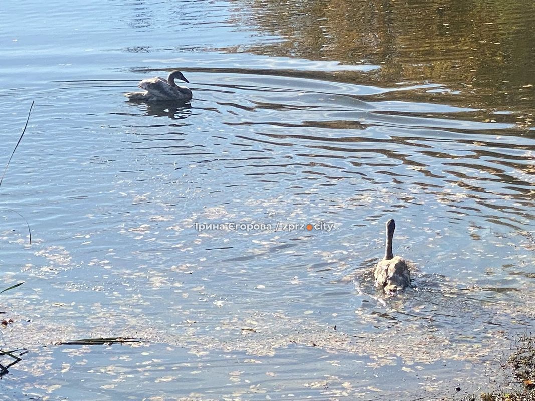 Лебеді оселилися у Дубовому гаю – у Запоріжжі у водойму випустили двох нових пернатих мешканців (фото, відео)