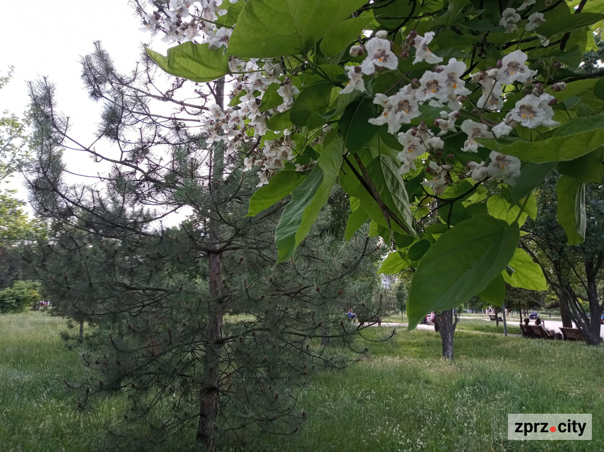 У запорізькому парку красиво квітнуть дерева з приголомшливим ароматом - фото