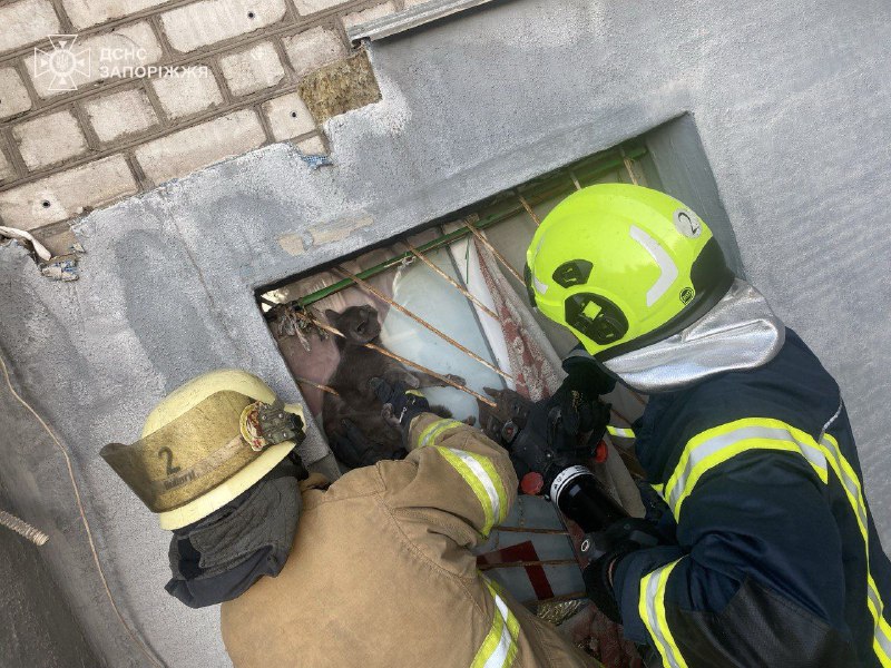 Застрягли у незвичайних місцях - запорізькі надзвичайники врятували двох котиків (фото)