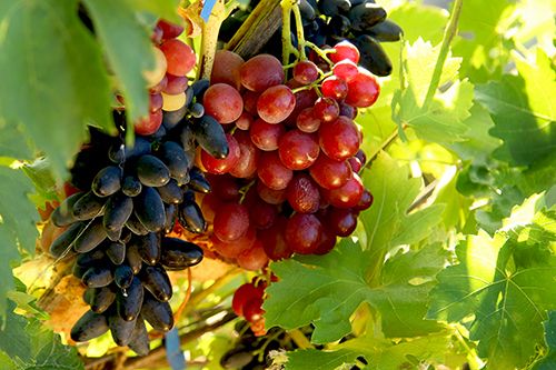 Ягоди будуть великі та солодкі: дешевий засіб для підживлення винограду