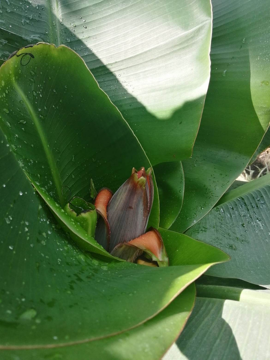 У запорізькому ботанічному саду вперше зацвів банан з незвичайними квітами - фото