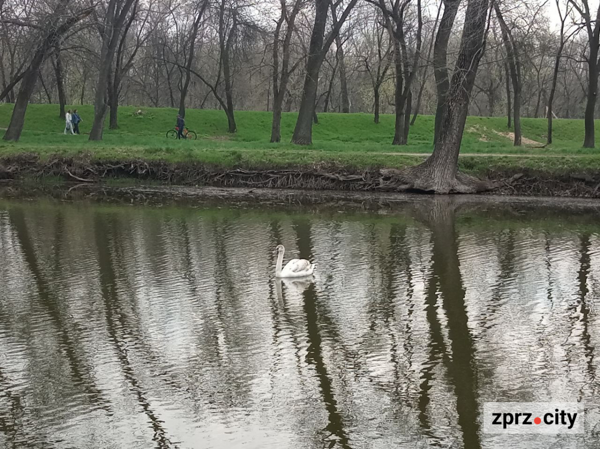 Сезон магнолій і лебеді: у вихідні в запорізькому парку був аншлаг - фото