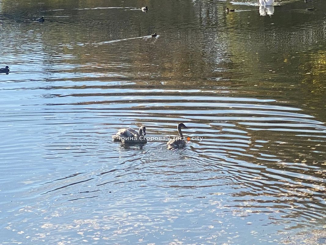 Лебеді оселилися у Дубовому гаю – у Запоріжжі у водойму випустили двох нових пернатих мешканців (фото, відео)