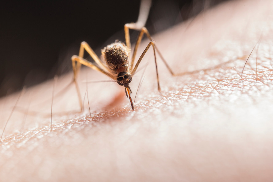 Як зняти свербіж від укусу комара: поради, які точно працюють