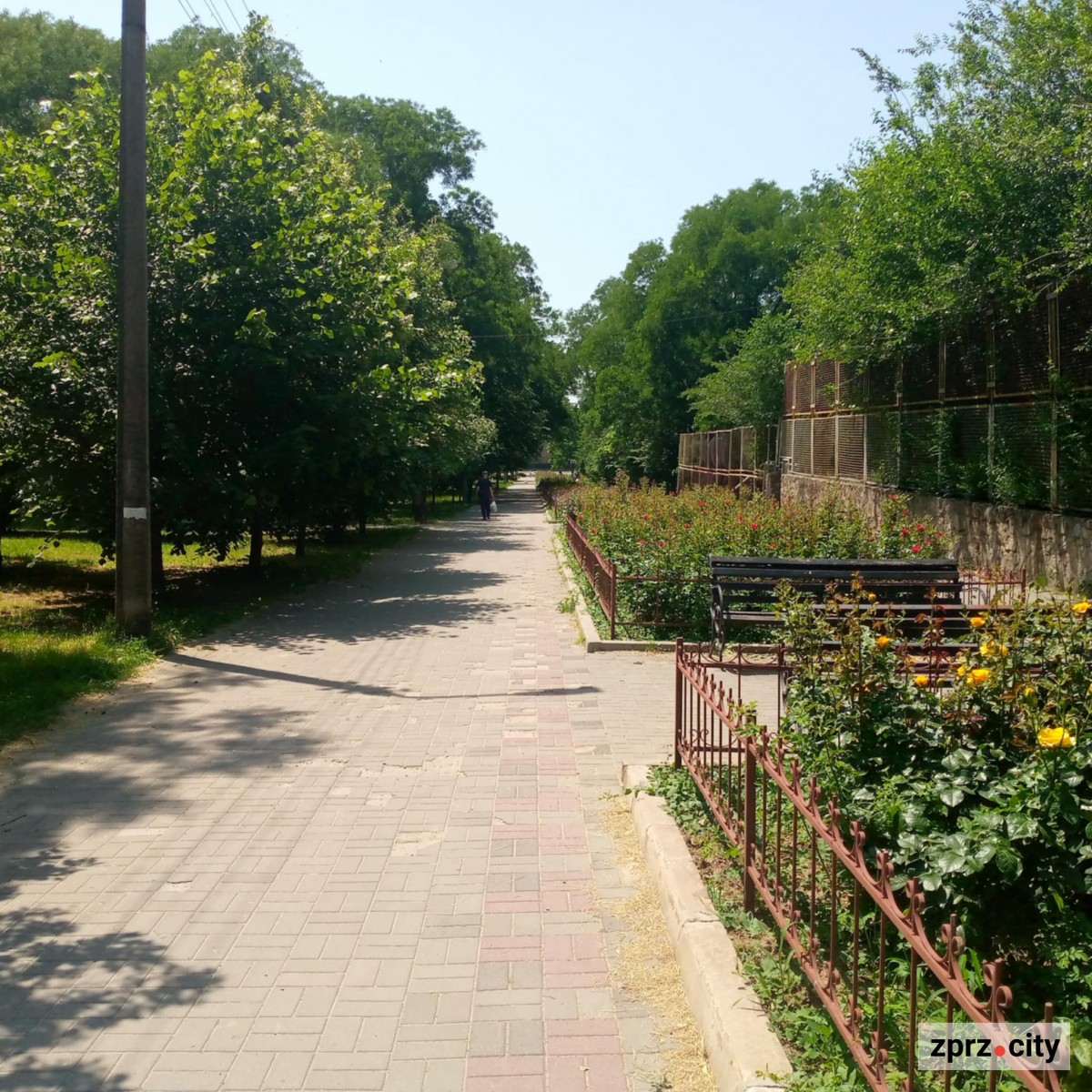 В центрі Запоріжжя чарівно квітнуть тисячі троянд - фото