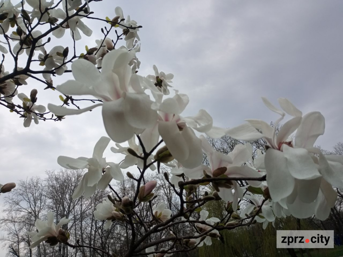 Сезон магнолій і лебеді: у вихідні в запорізькому парку був аншлаг - фото