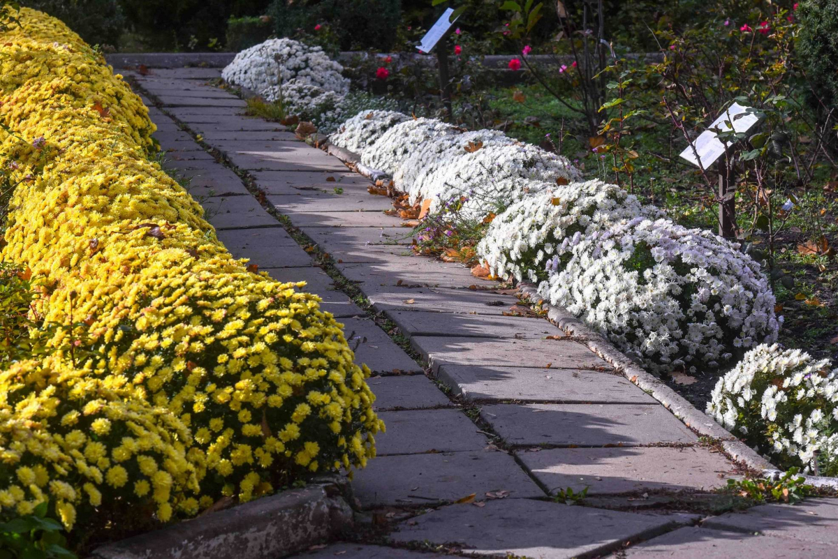 Неймовірна краса - у Запорізькому міському ботанічному саду квітне цариця осені