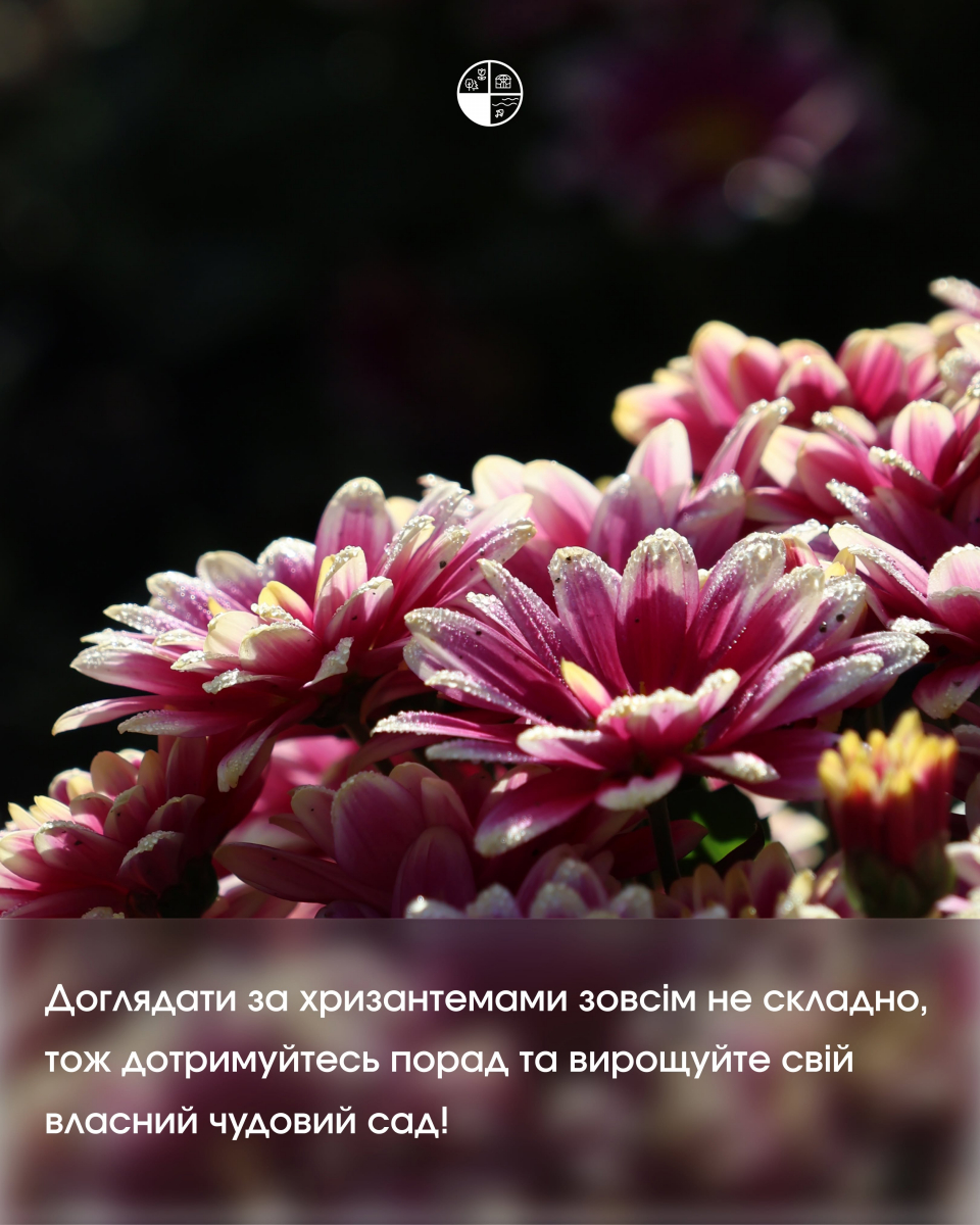 Як доглядати за хризантемою мультифлора у відкритому ґрунті: поради Запорізького ботсаду