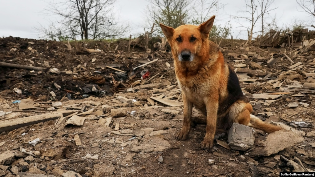 «Не можу залишити під обстрілами» - мешканка Запорізької області ризикувала життям заради своїх тварин