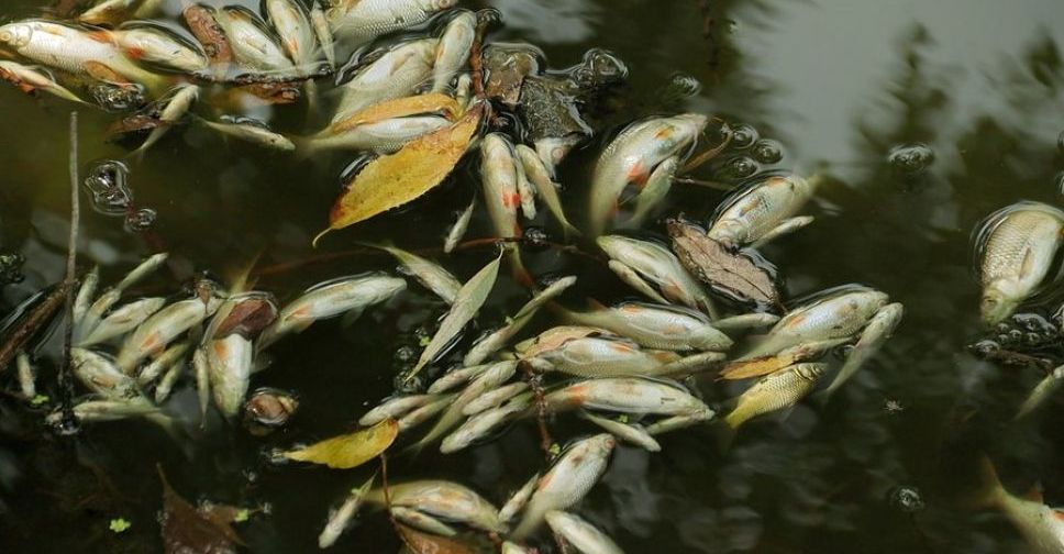 У Запорізькій області масово гине риба — навесні може не бути нересту