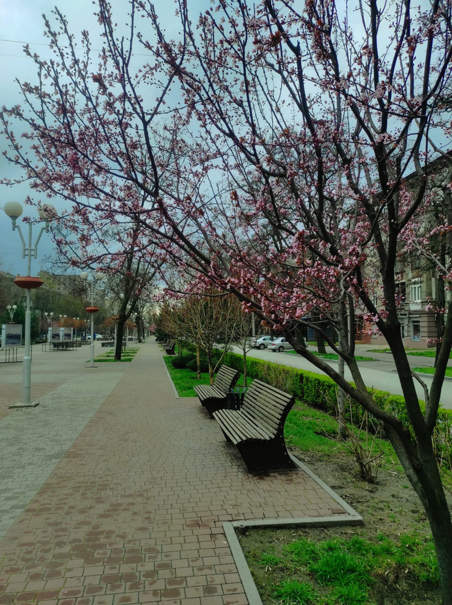 Місто в квітах: як виглядає центр Запоріжжя в середині весни - фото
