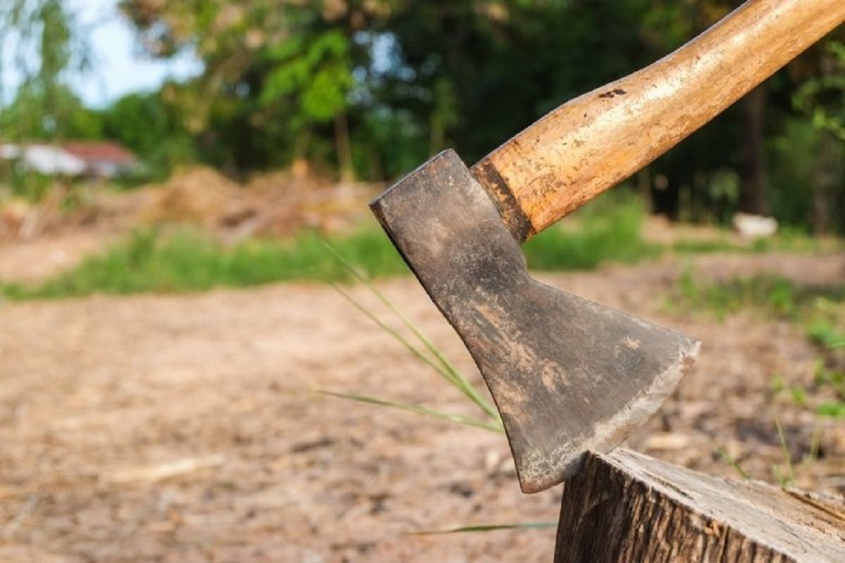 Зрубали дерева у дворі - у Запоріжжі керівників ОСББ хочуть притягнути до відповідальності