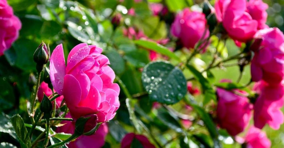 У Запоріжжі почалася друга хвиля квітнення троянд - фото