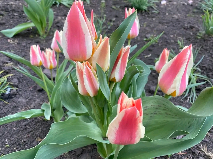 Весна, яку варто побачити: як у запорізькому ботсаду квітнуть сакури та магнолії (фото)