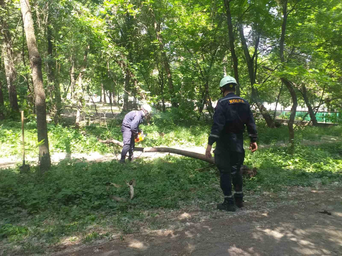 Прибрали аварійні дерева – у Запоріжжі привели до ладу берег Сухої Московки (фото)