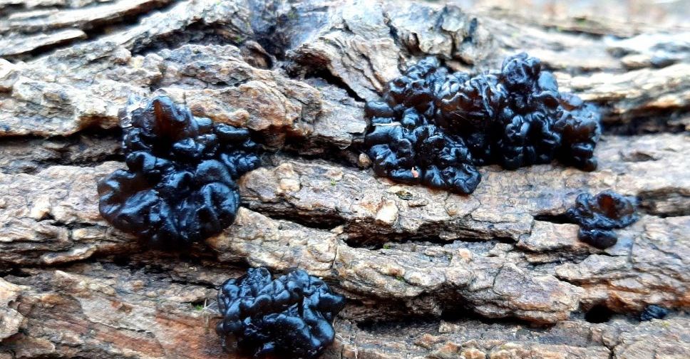 У Запоріжжі на Хортиці ростуть незвичайні чорні гриби - фото