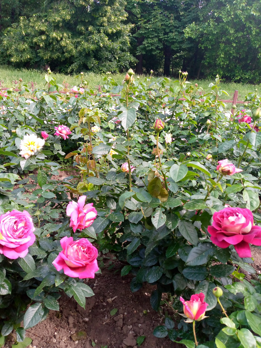 Неймовірна краса - як у Запоріжжі виглядає Алея троянд (фото)