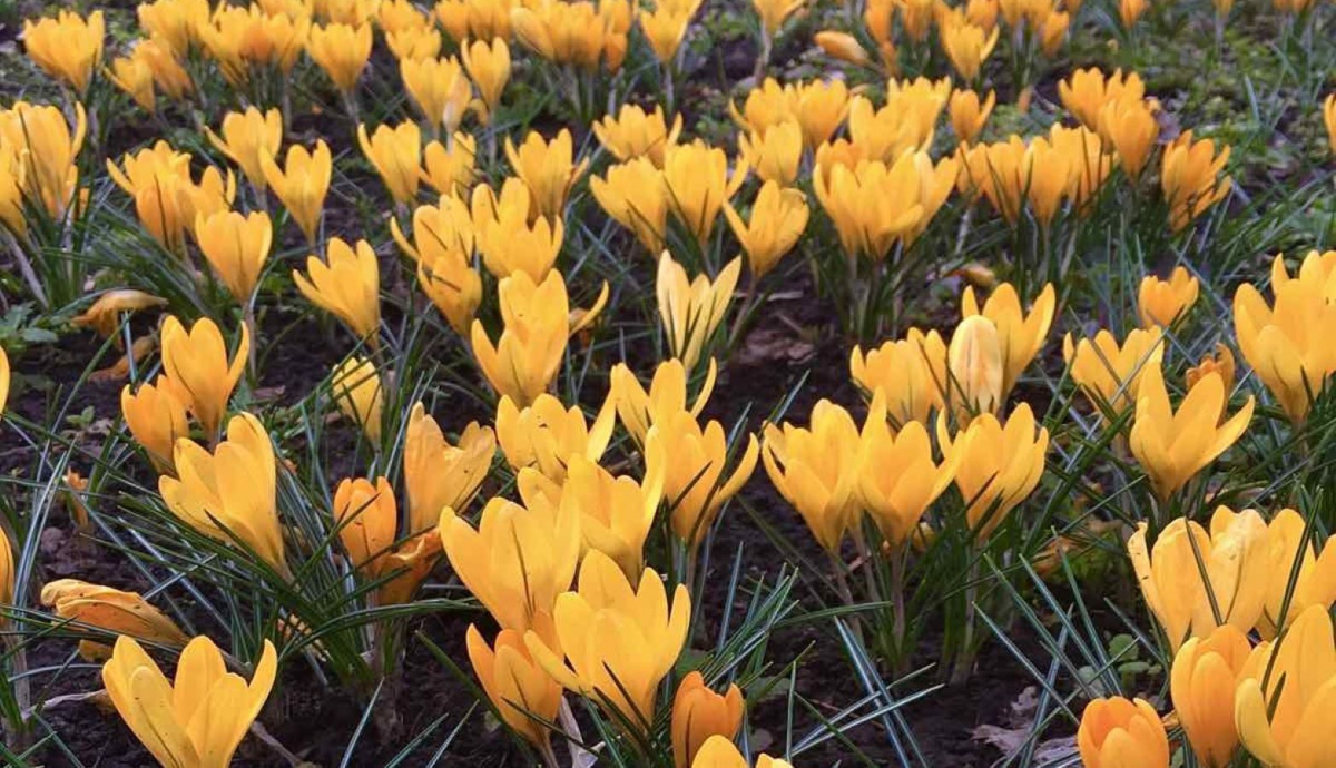У Запорізькому ботанічному саду почалося весняне цвітіння - фото