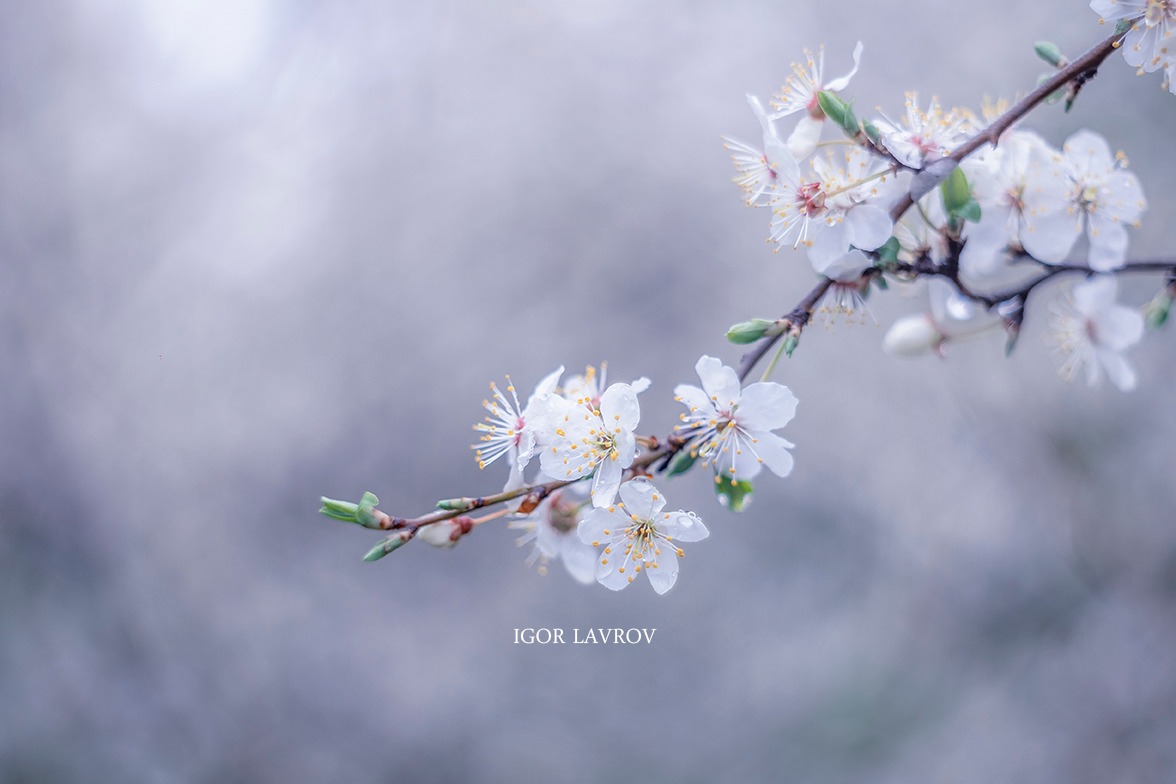 Запорізький фотограф створив чудові світлини весняних квітів