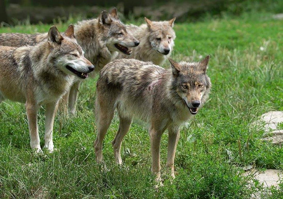 Напала ціла зграя - у Запорізькій області окупантів покусали вовки