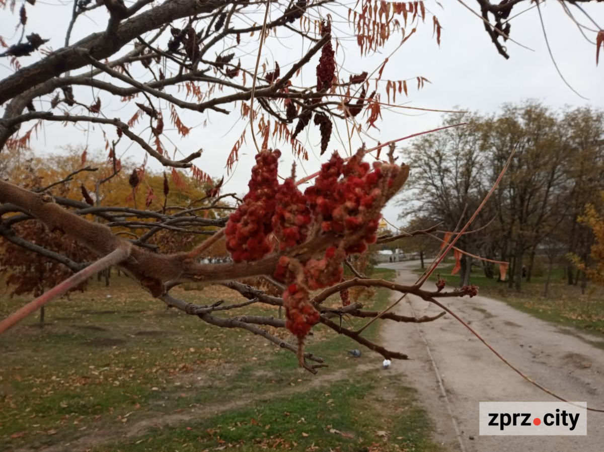 Незвичайне каміння, лелеки та багато дерев - як виглядає запорізький парк у листопаді (фото)