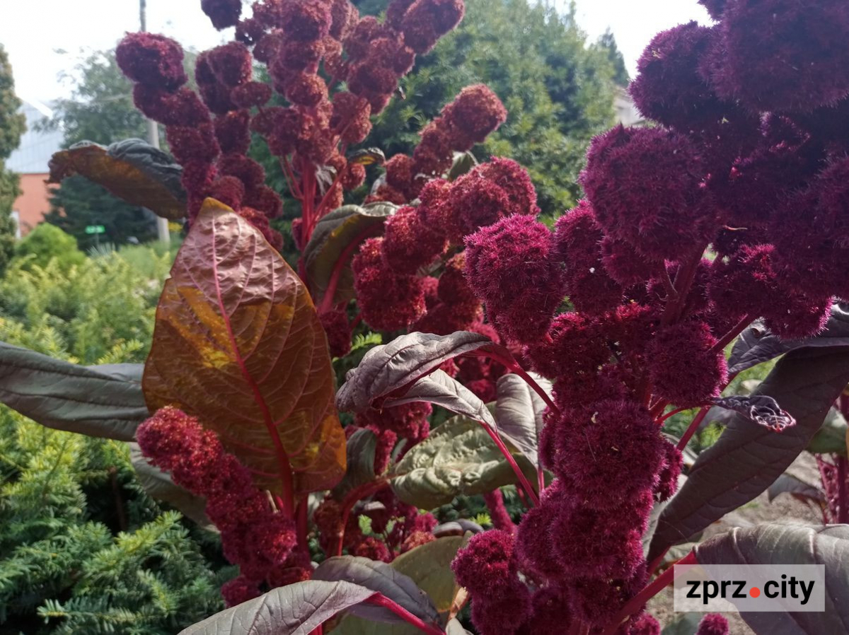 Запорізький ботанічний сад