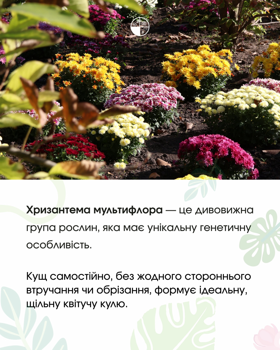 Як доглядати за хризантемою мультифлора у відкритому ґрунті: поради Запорізького ботсаду