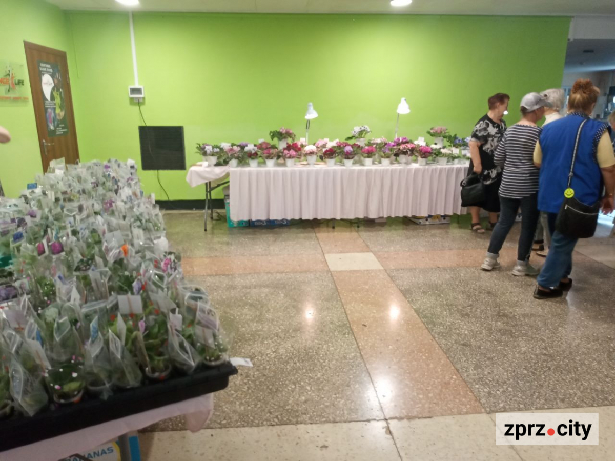 Неймовірна краса: одночасно квітнуть 80 різних фіалок - у Запоріжжі відкрили виставку живих квітів